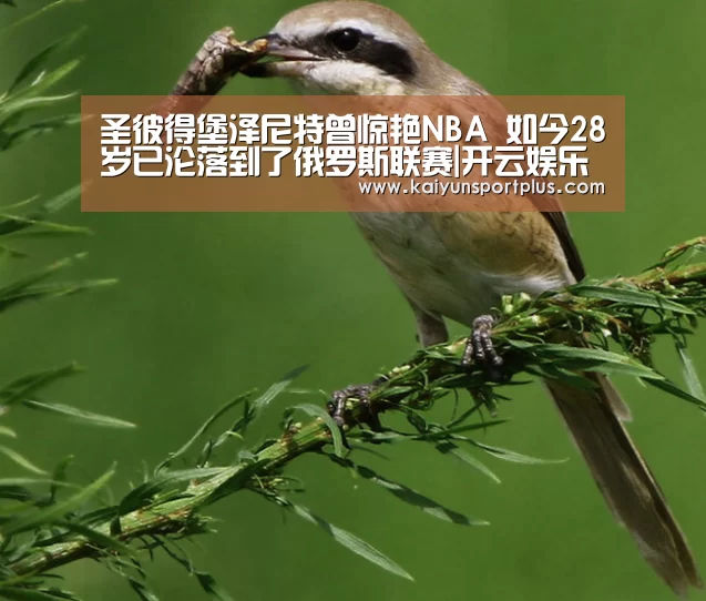 开云真人